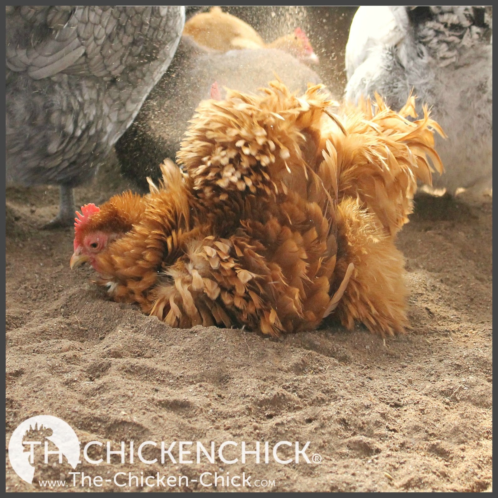 The Chicken Chick®: Chicken Coop Bedding: Sand, the Litter Superstar