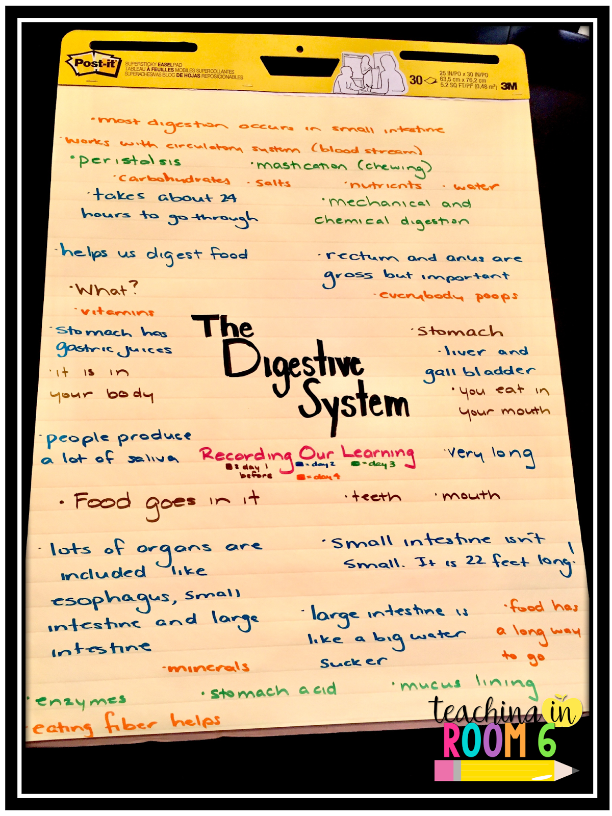 The Digestive System | Teaching in Room 6