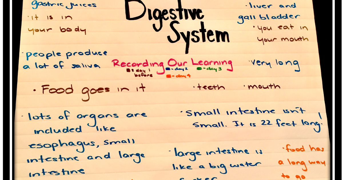 The Digestive System Teaching in Room 6