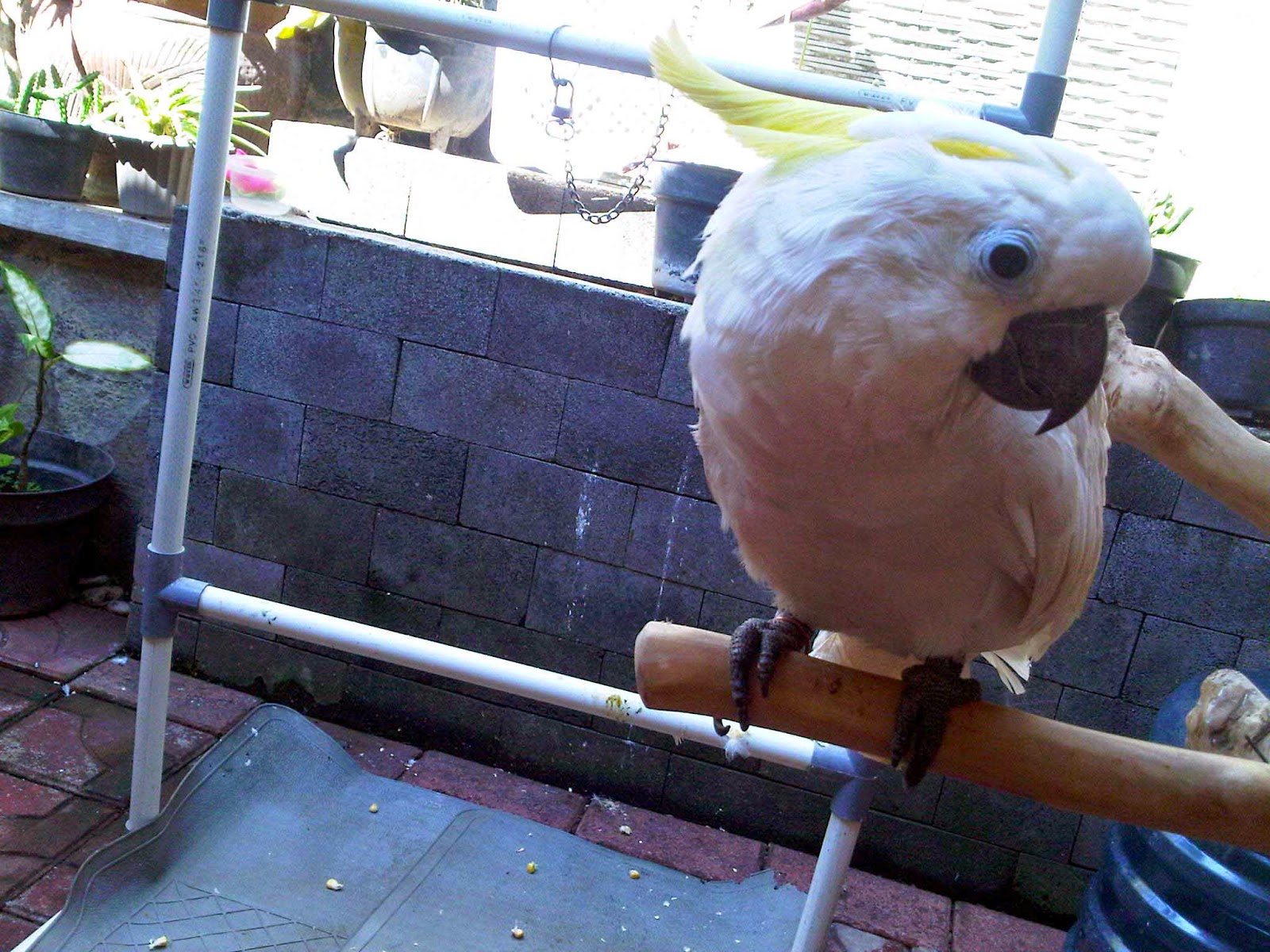 Panduan Memelihara Burung Kakak Tua di Rumah