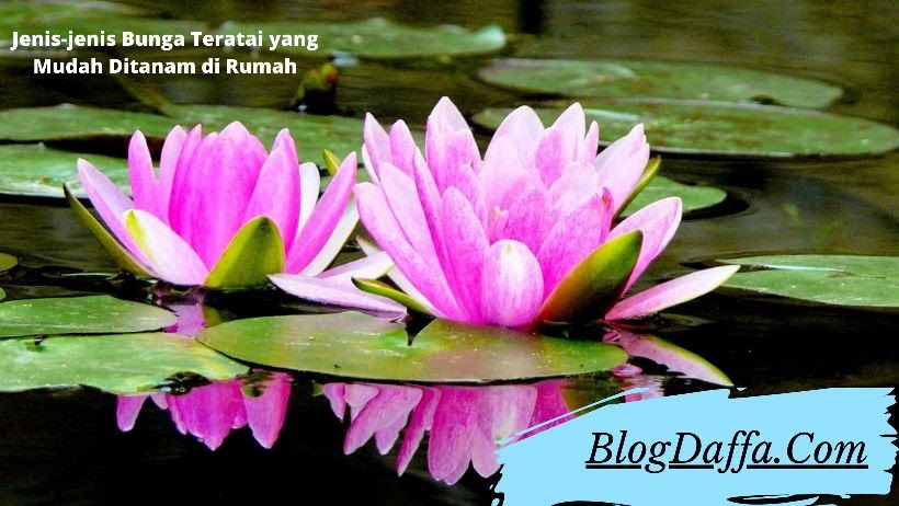 8 Jenis Bunga Teratai Yang Mudah Ditanam Di Rumah Pecinta Tanaman Harus Punya Blogdaffa Com