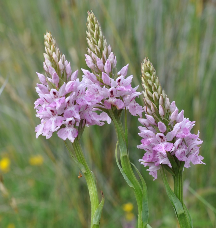 Orchis de fuchs