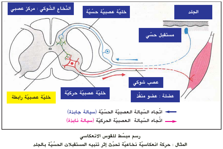 الأفعال الانعكاسي ة ملخ صات دروس علوم الحياة والأرض السنة التاسعة أساسي الموسوعة المدرسية