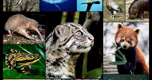 Welcome to Animal Cognizance: 2013 Endangered Animals, Amur Leopard ...