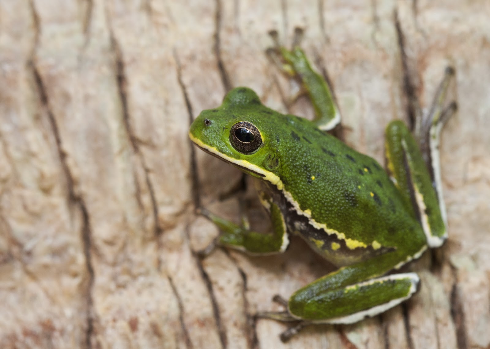 Salamander Shmalamander Herpin The Florida Panhandle