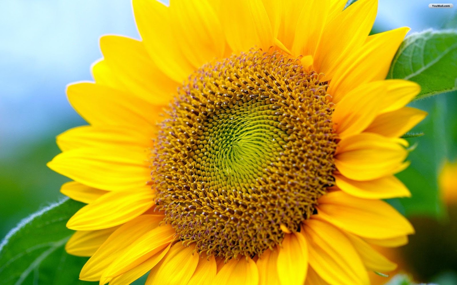 Sunflower Wallpaper Desktop Latest Wallpapers Free Download