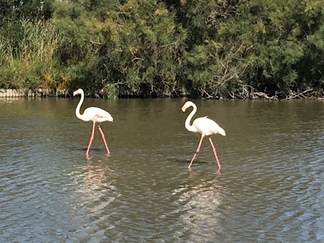 Flamingo in Südfrankreich