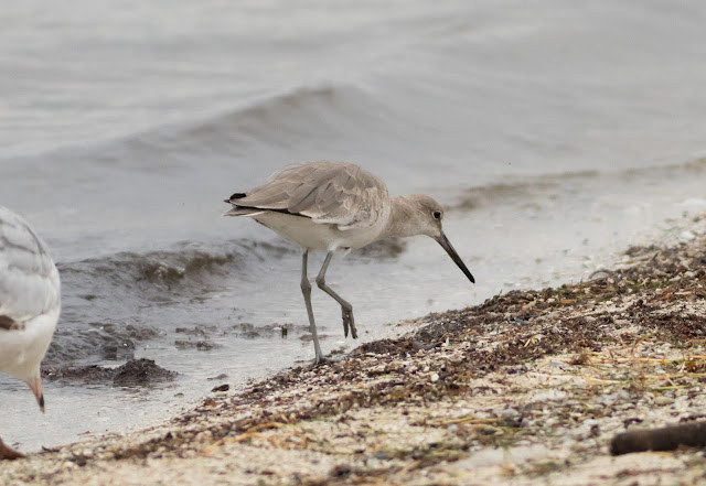 Western Willet - Merritt Island, Florida Western Willet - Merritt Island, Florida