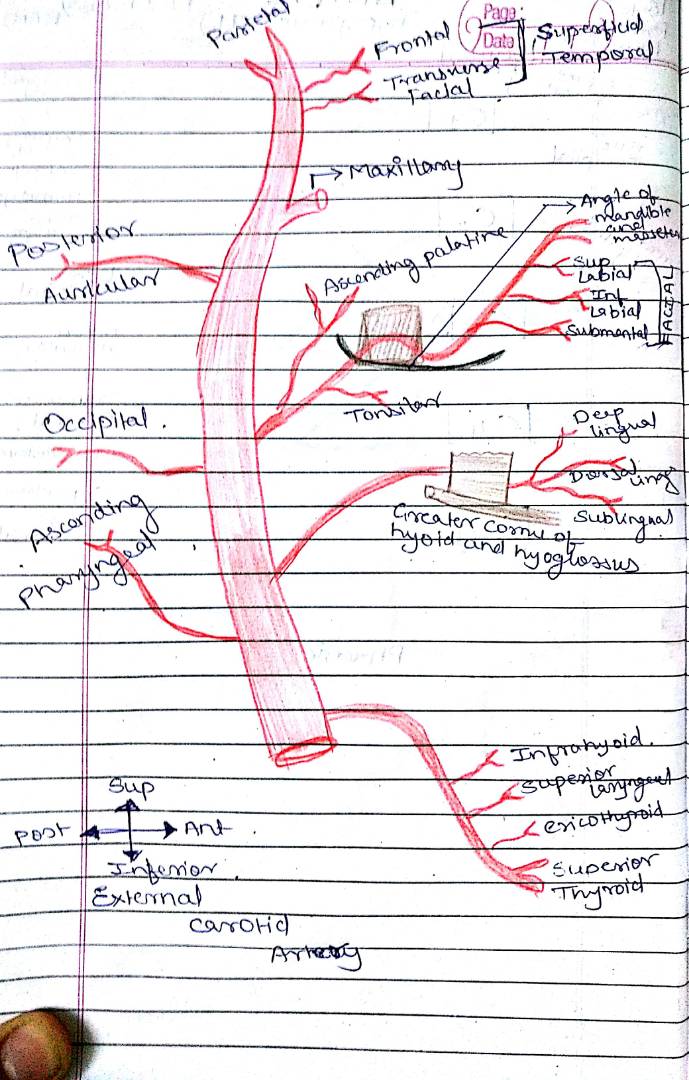 Internal Carotid Artery Branches Mnemonic