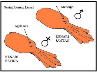 AGUNG MANDIRI FISHING: CIRI-CIRI KENARI JANTAN DAN BETINA