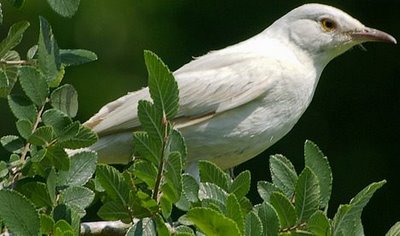 The Splendid Bourke Bird Blog: WHITE BIRDS, ALBINO BIRDS, MANY BIRDS, BIRDS, BIRDS