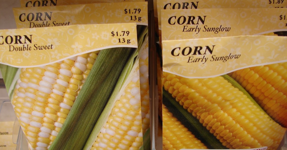 New Utah Gardener When Can I Plant Corn In Utah?