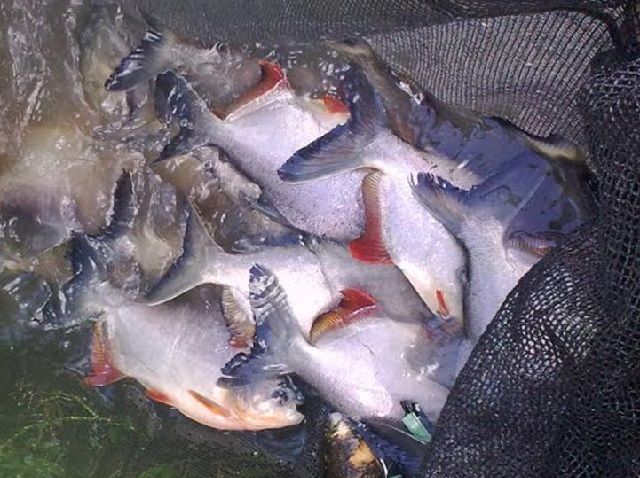 Gambar Ikan Bawal Air Tawar dan Air Laut Konsumsi dan Hias