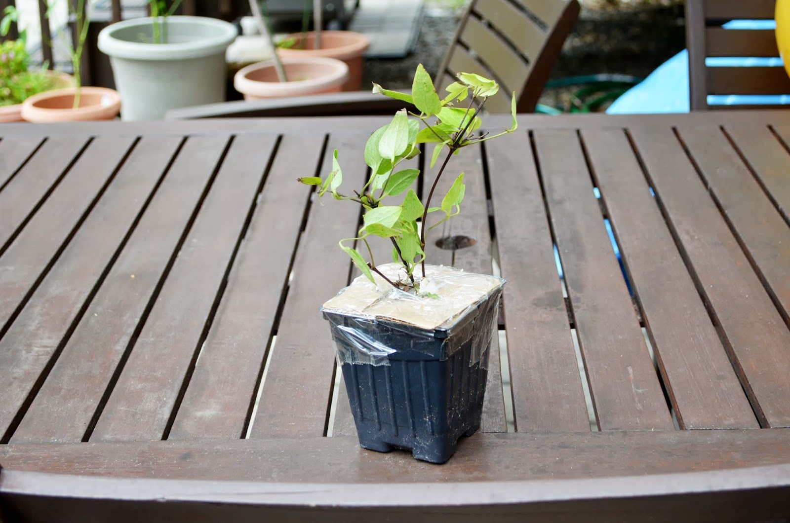 In the Little Yellow House: Pergola Vine Surprise: Clematis