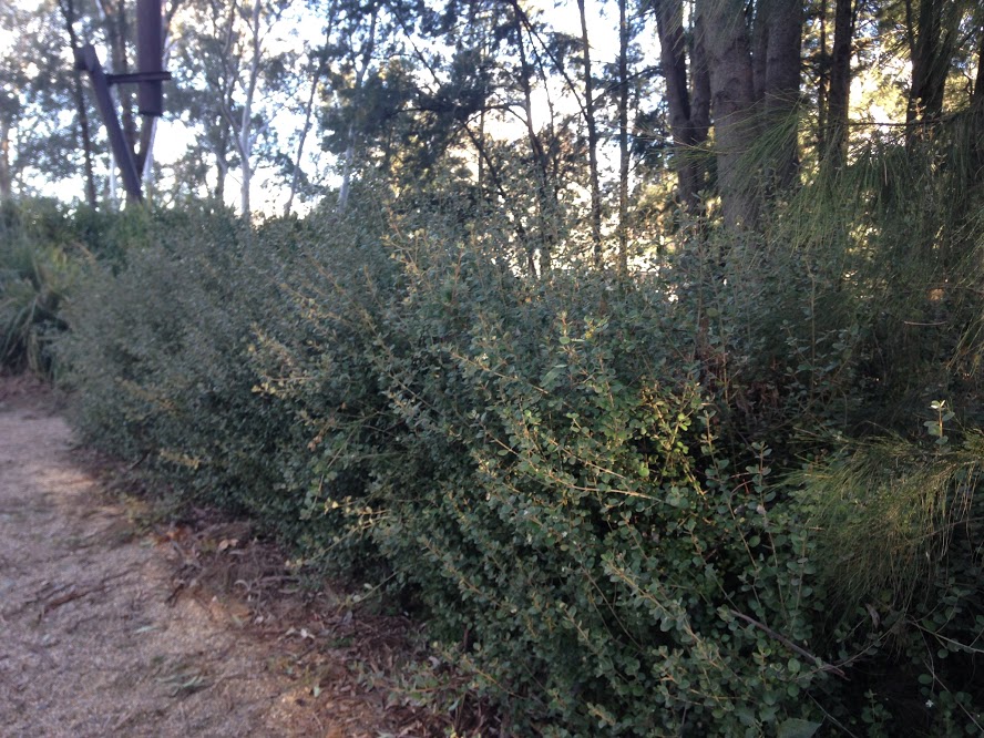 Dodonaea Viscosa Archives Ramblings From A Desert Garden