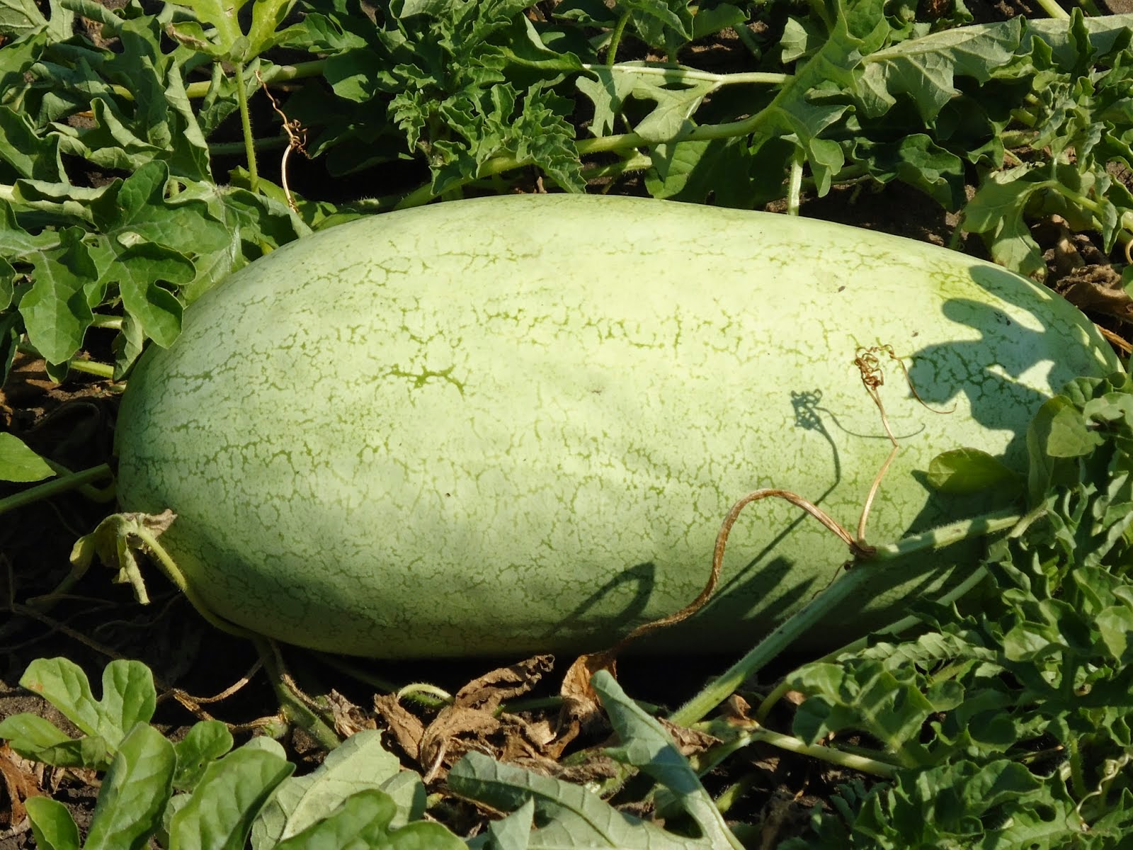 Clause семена арбуз. Арбуз сорт грей белл. Арбуз сорт колоссео. Арбуз маристо enza zaden. Длинные арбузы сорта.