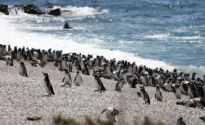  пингвины 