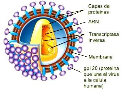 dos partes de un virus