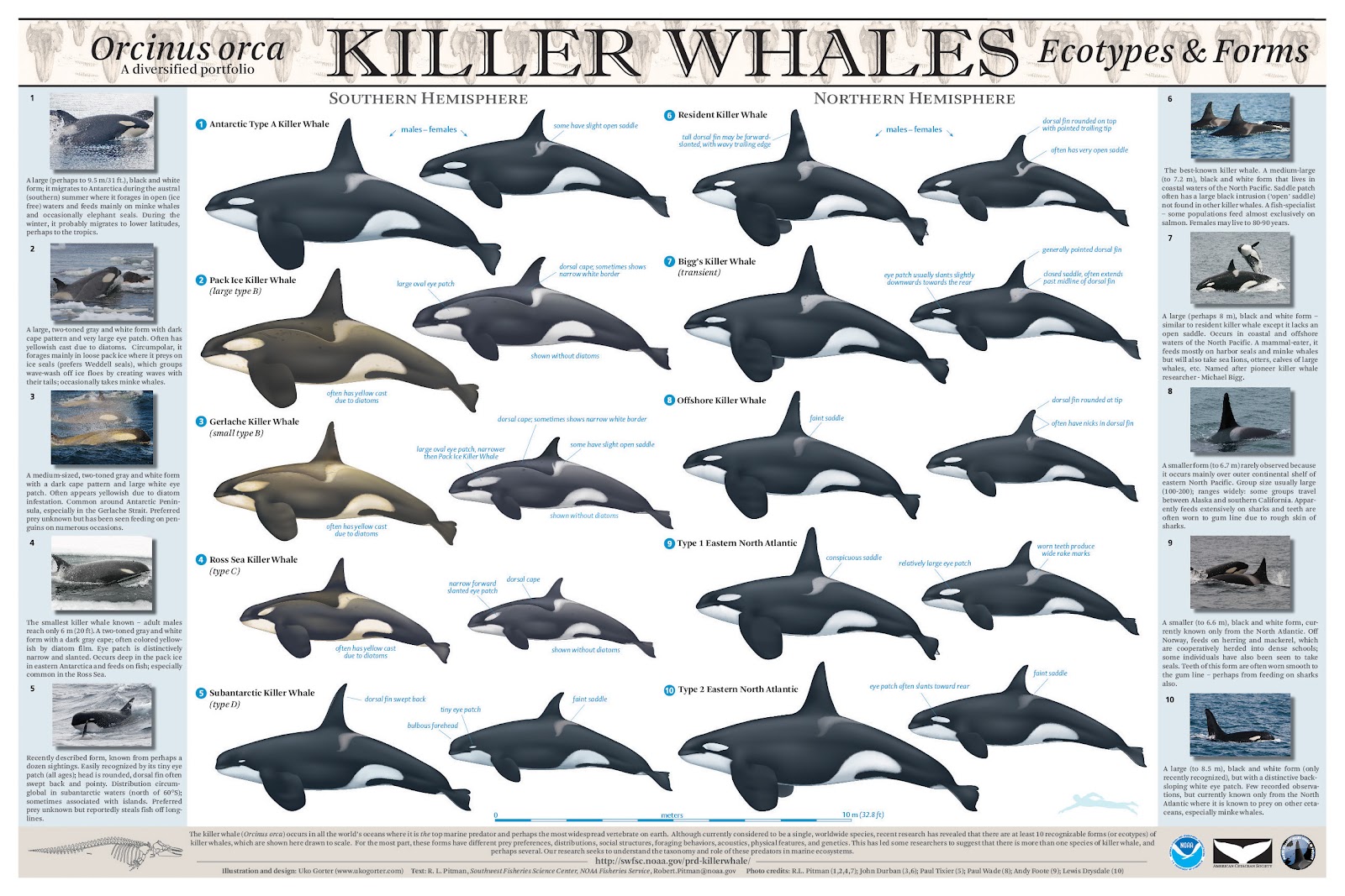 https://2.bp.blogspot.com/-0eLPbnCE-oM/UC0nh0B7UNI/AAAAAAAAADY/Jacb6Z6VmyA/s1600/Killer+Whale+Poster+(Credit+Uko+Gorter+&+Robert+Pitman+(SWFSC+NOAA)).jpg