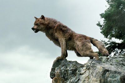 Kwop Kilawtley: “Jacob no fue el primer hombre lobo”. Un breve repaso por  los hombres lobos en la literatura.