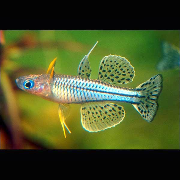 Gertrude Rainbow Fish - hzwsdxgfs2