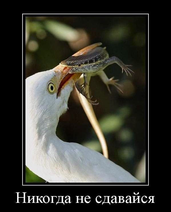 Никогда не сдавайся картинки с лягушкой