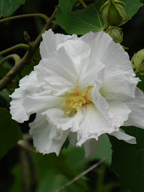 Hibiscus rosa-sinensis white tropical hibiscus at Orchid World Barbados by garden muses-not another Toronto gardening blog