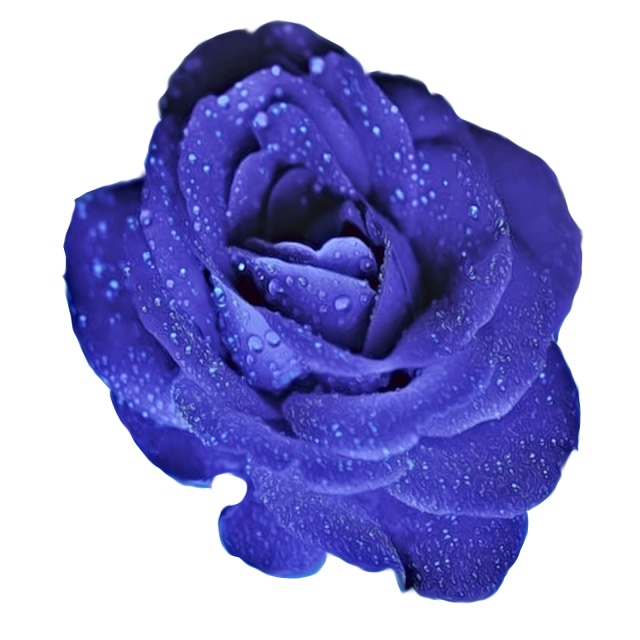 Clip Art: Flowers on a transparent background