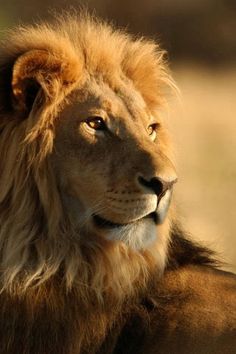 lion images