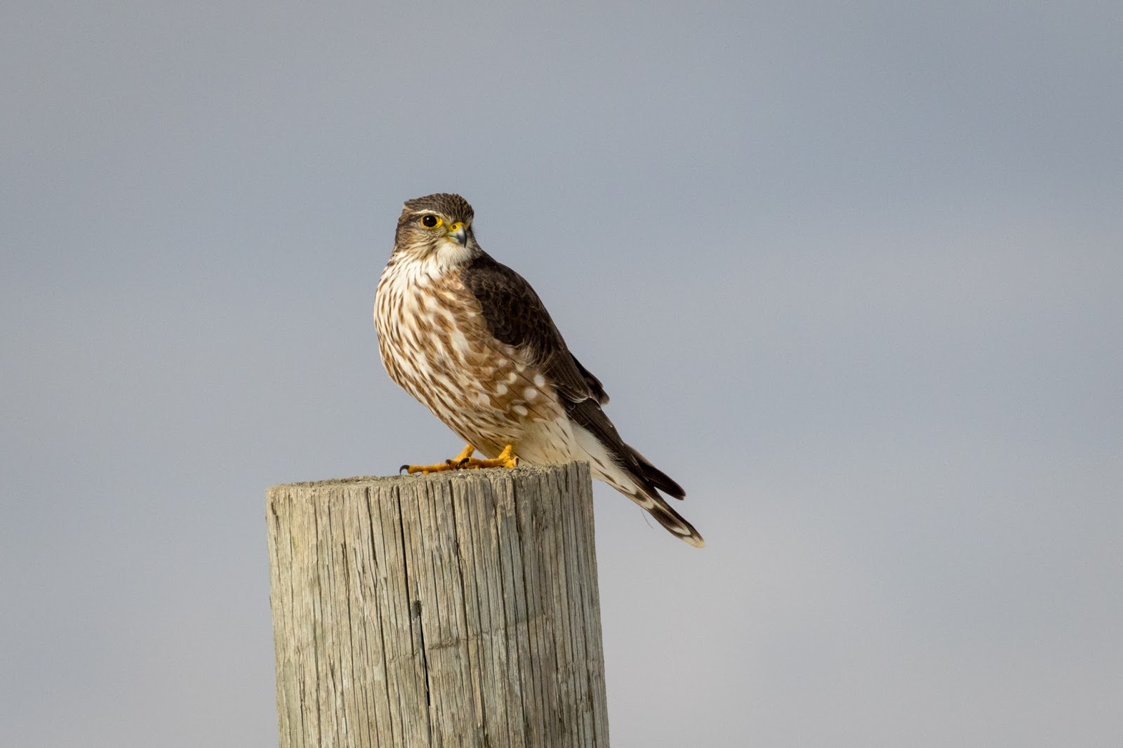 Merlin, near Ridgetown, Ontario, March 14, 2018.