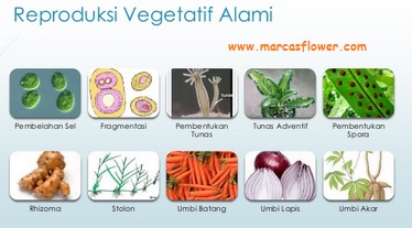 Proses Perkembangbiakan (Reproduksi) Vegetatif Alami Tumbuhan