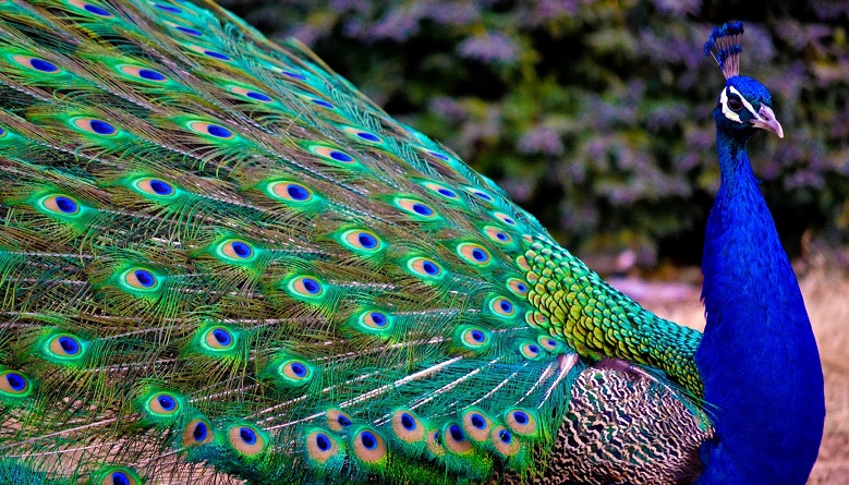 Como lidar com o homem pavão, algumas tiram de letra. como consigo lidar com o homem pavão.