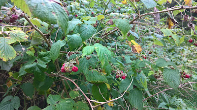 [Rosaceae] Rubus idaeus – Red Raspberry (Lampone).