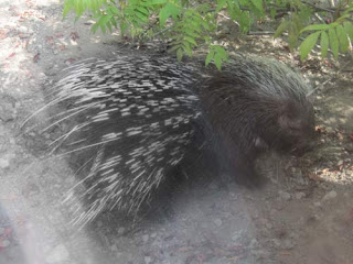 Crested Porcupine