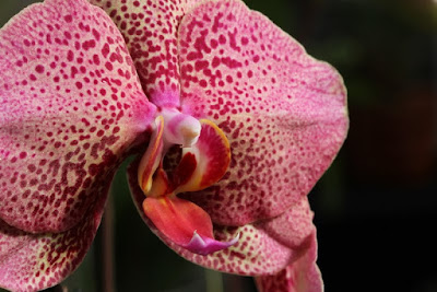Orchids in Bloom: Mount Baker Orchid Society Show
