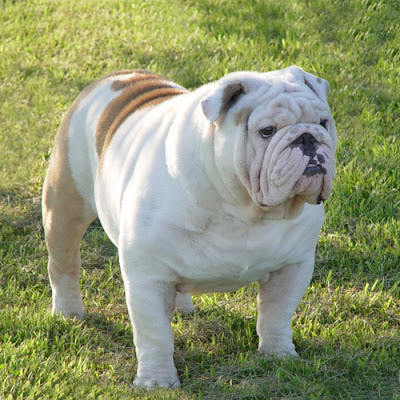 The Bulldog shoulders should be muscular, very heavy, widespread and slant outward, giving stability and great power. The elbows should be low and stand well out and loose from the body. The forelegs should be short, very stout, straight and muscular