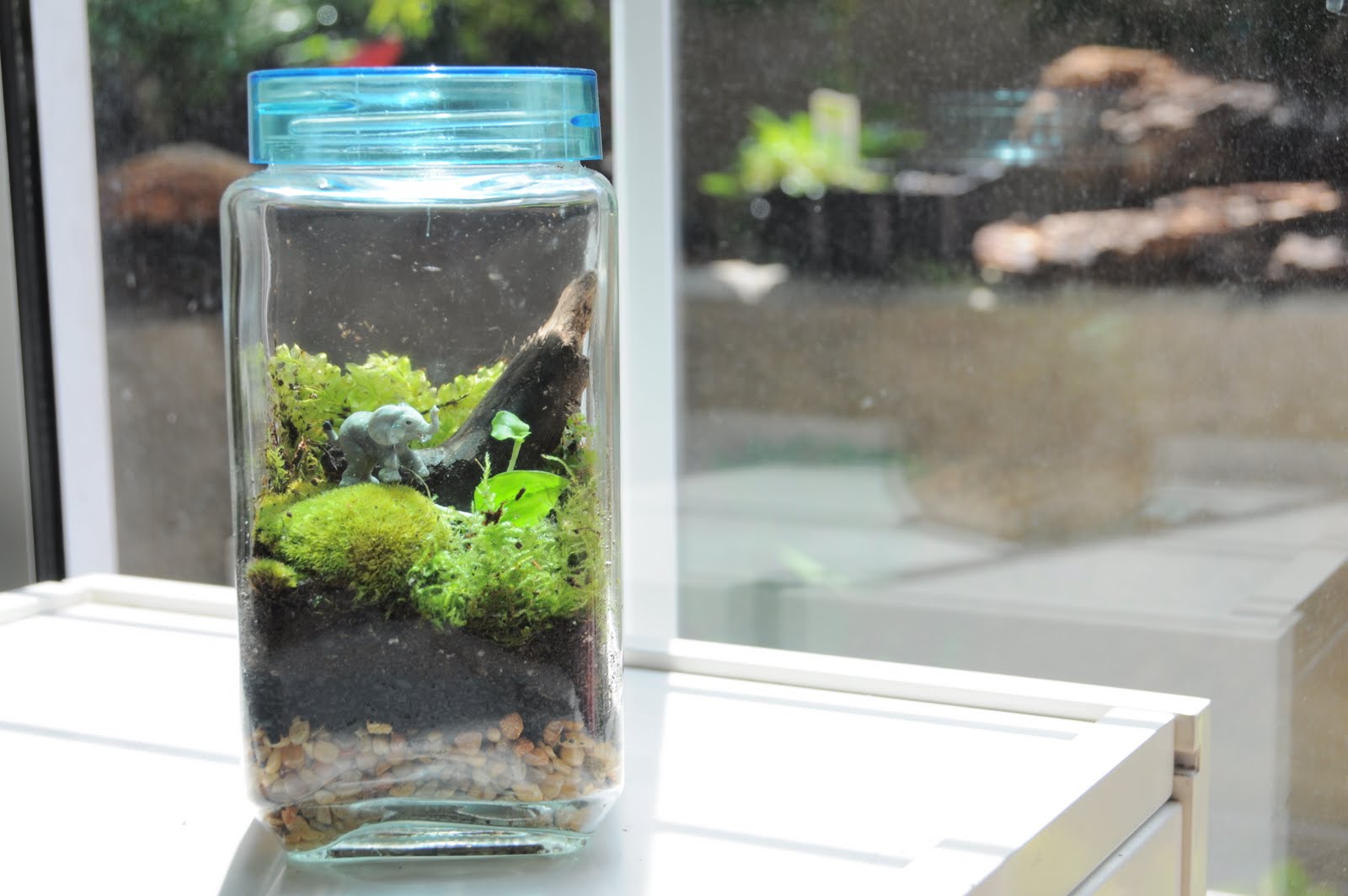 Terrarium & Timmy new small terrariums for 10 at the rosebowl