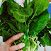17 Magnesium Filled Foods That Can Lower Your Risk of Anxiety, Depression, Heart Attacks And More