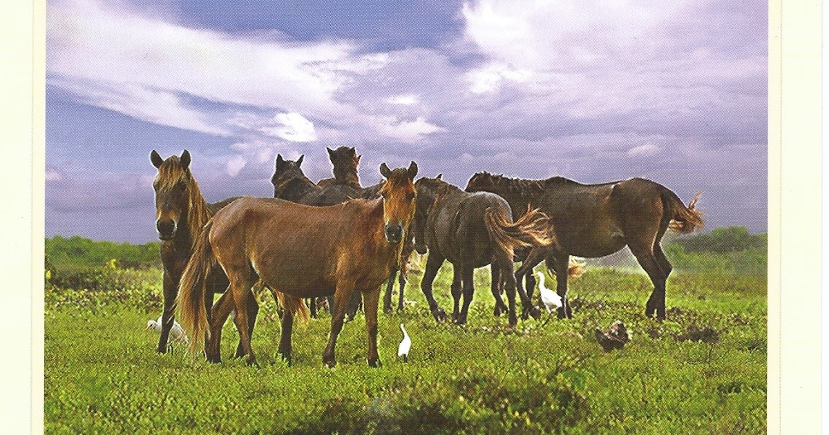 MY POSTCARDPAGE SRI LANKA Wild Horses SanctuaryDelft National Park