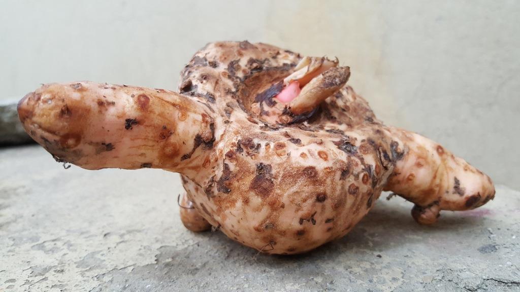 VOICE OF THARUS How to cook elephant foot yam aka oal