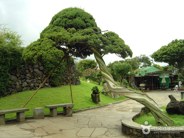 World of Bonsai and Gardening