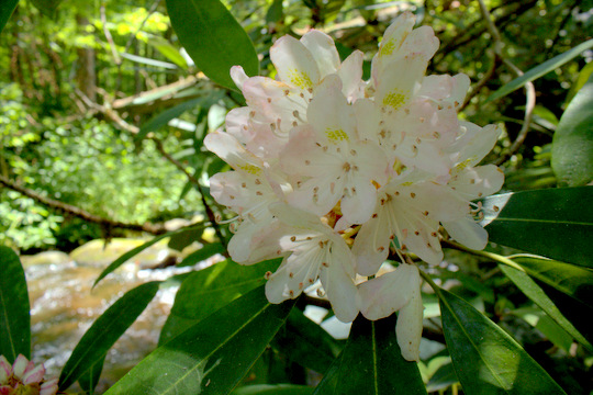 Rhododendron blooms along Palmer Creek in Cataloochee Valley