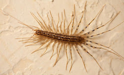 centipede bug legs bugs centipedes lots thin kill creatures living spider insect kind found could looks texas would inches water