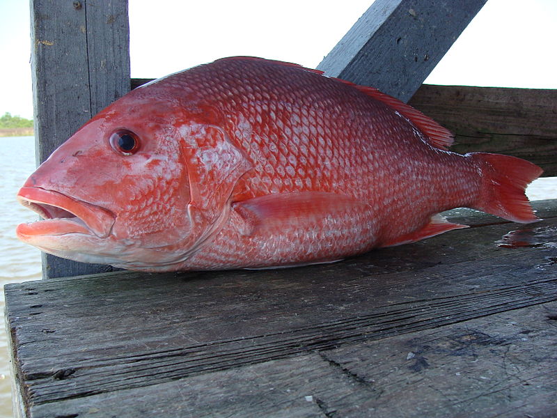 Fish Index: Red Snapper (Lutjanus campechanus)