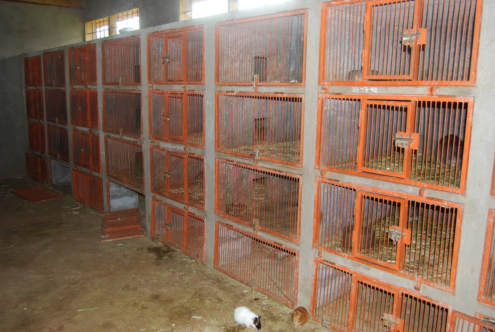 Nazareth AgroPastoral Training and Production Centre Cane Rat Production