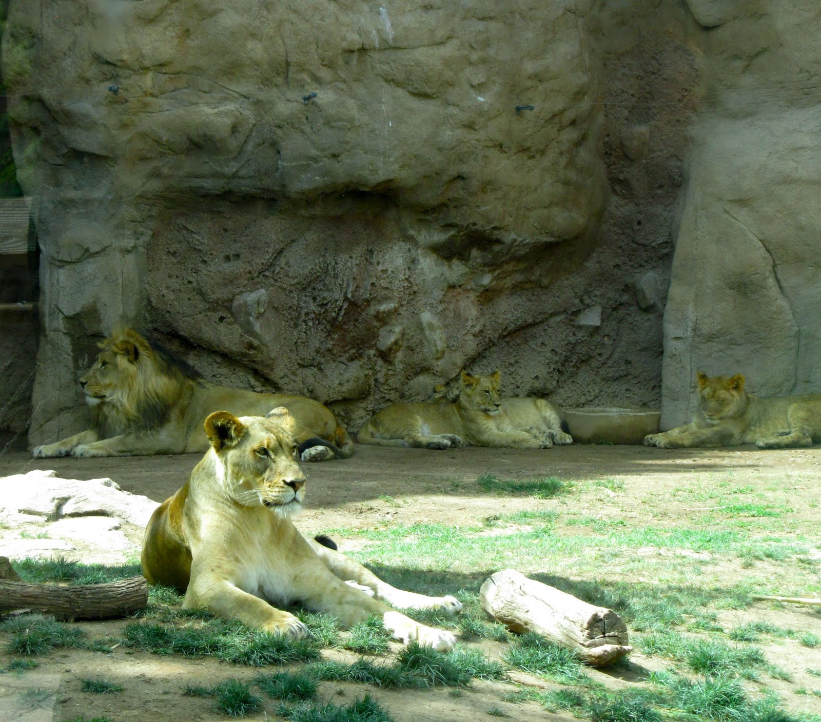 Az. Buddy The Big Cats the zoo,