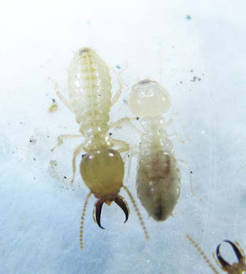 A worker and soldier of Coptotermes curvignathus termite
