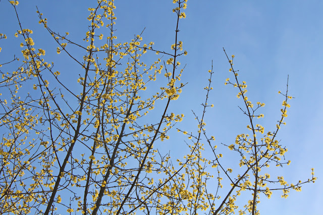 Spring trees, Berlin - travel & lifestyle blog