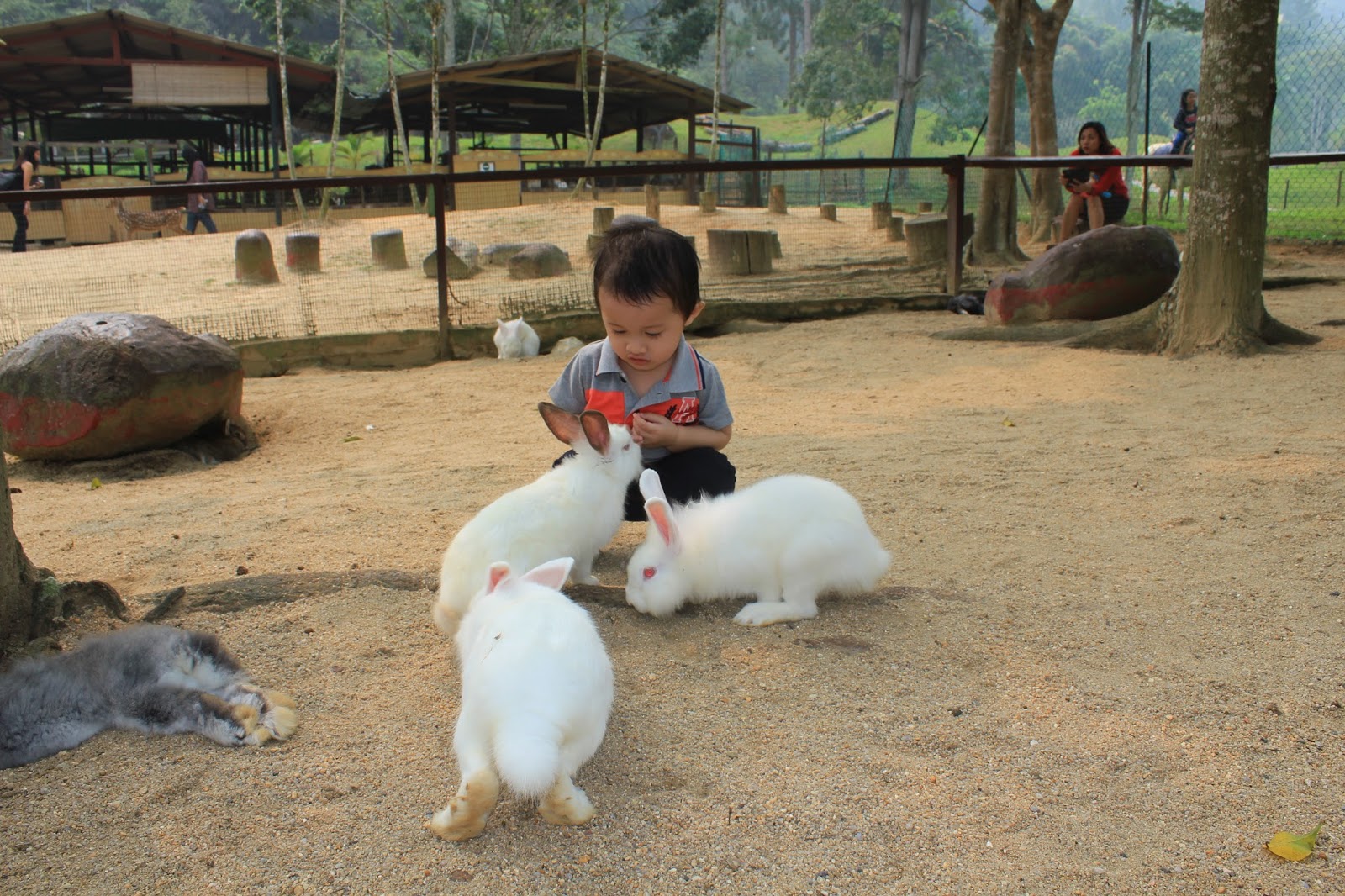 Bermain dengan arnab. 