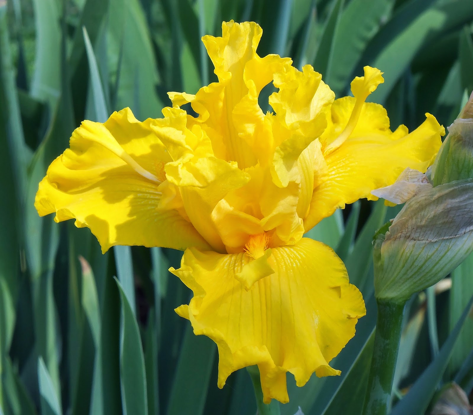 My Iris Fantasy 'Glitter Gulch' and 'Calizona Gold'